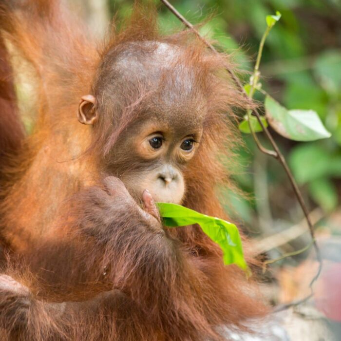 Mládě orangutana