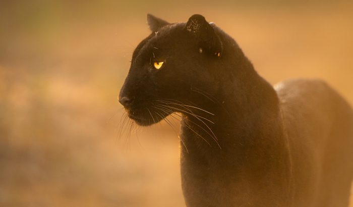 Black panther safari v Keni