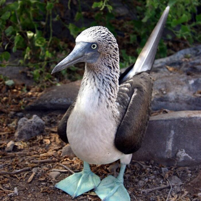 Blue Footed Booby 5870742