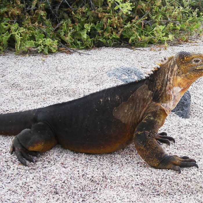 Iguana 18109