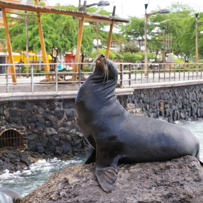 Sea Lion 3235365