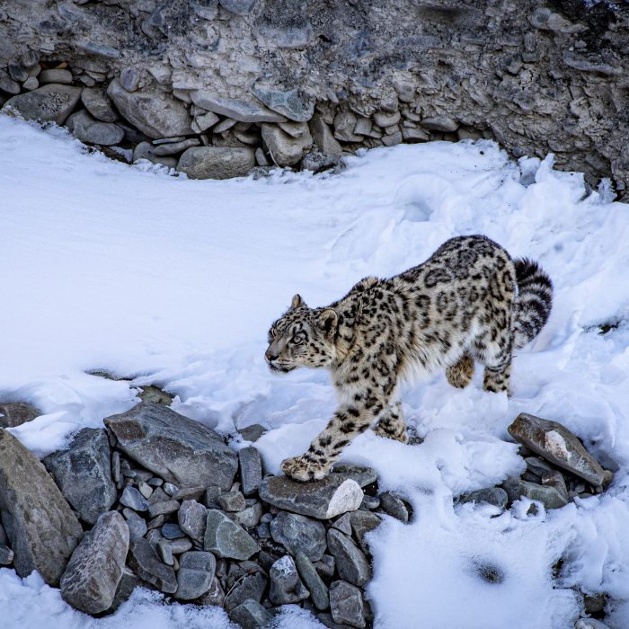 Enjoy Travel - Cesta za sněžným levhartem, duchem Himaláje