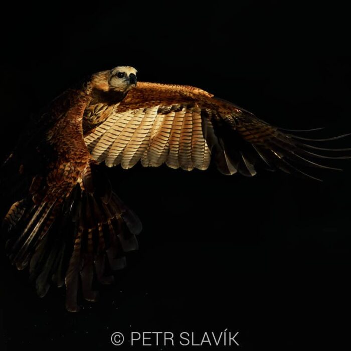 Blackcollaredhawk001