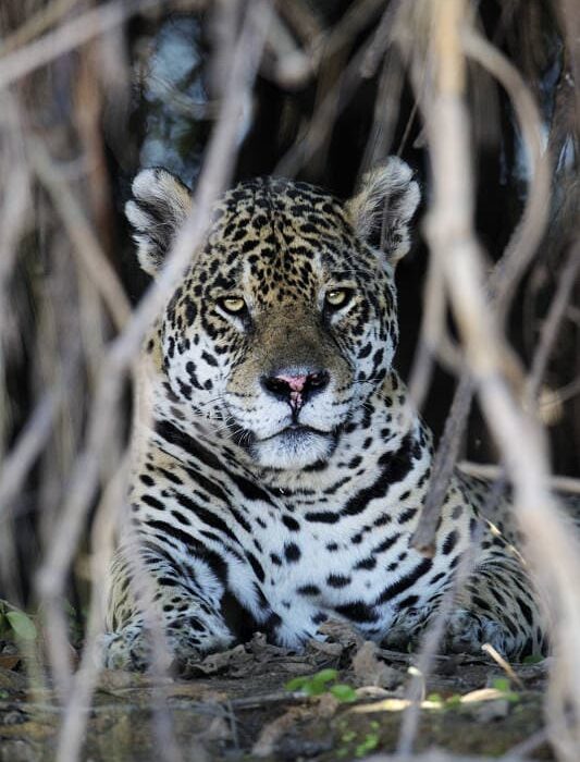 Jaguar001