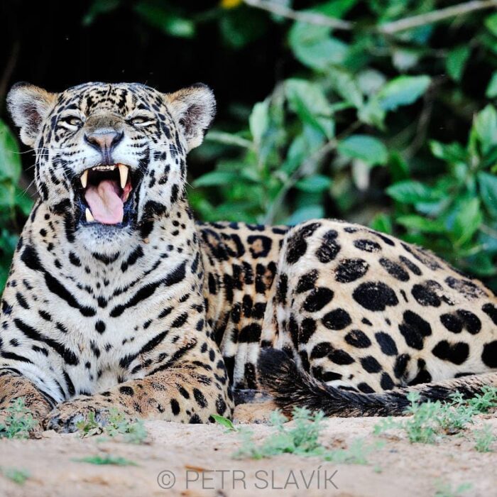 Jaguar002