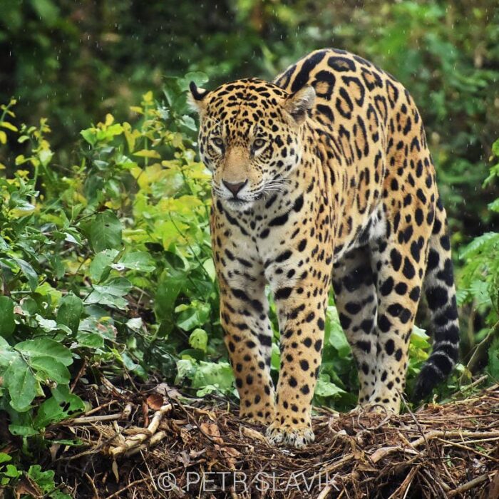 Jaguar006