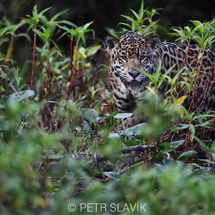 Jaguar007