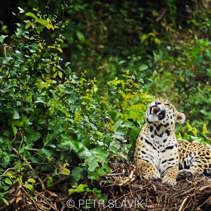 Jaguar008
