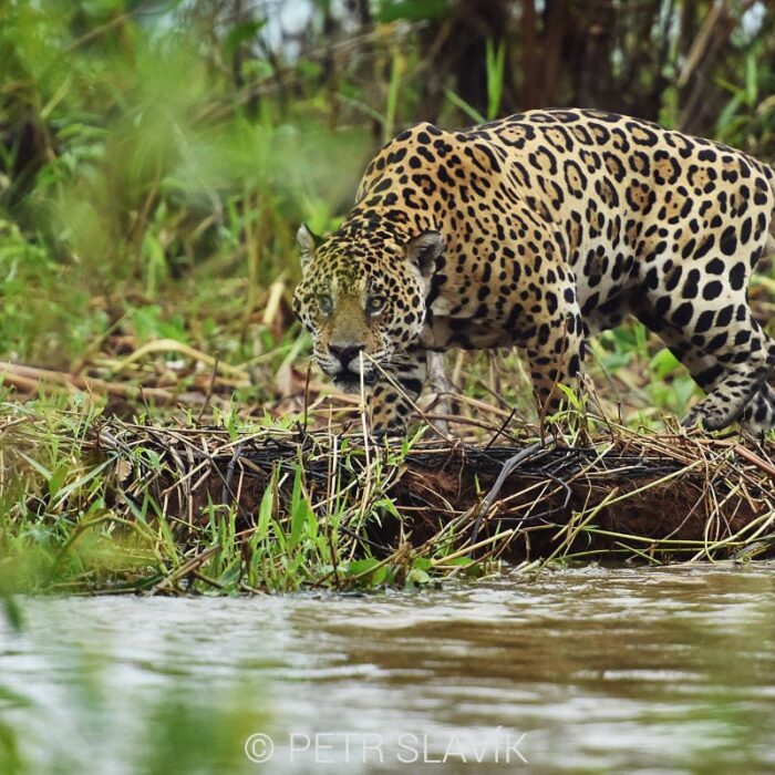 Jaguar009