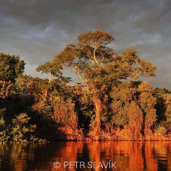 Pantanal