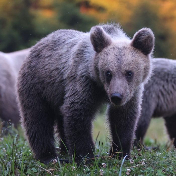 Enjoy Travel - Za medvědy do Karpat